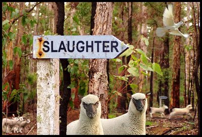 lambs-2-slaughter